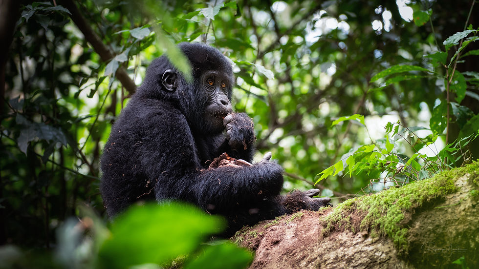 Ung gorilla i Bwindi, Uganda