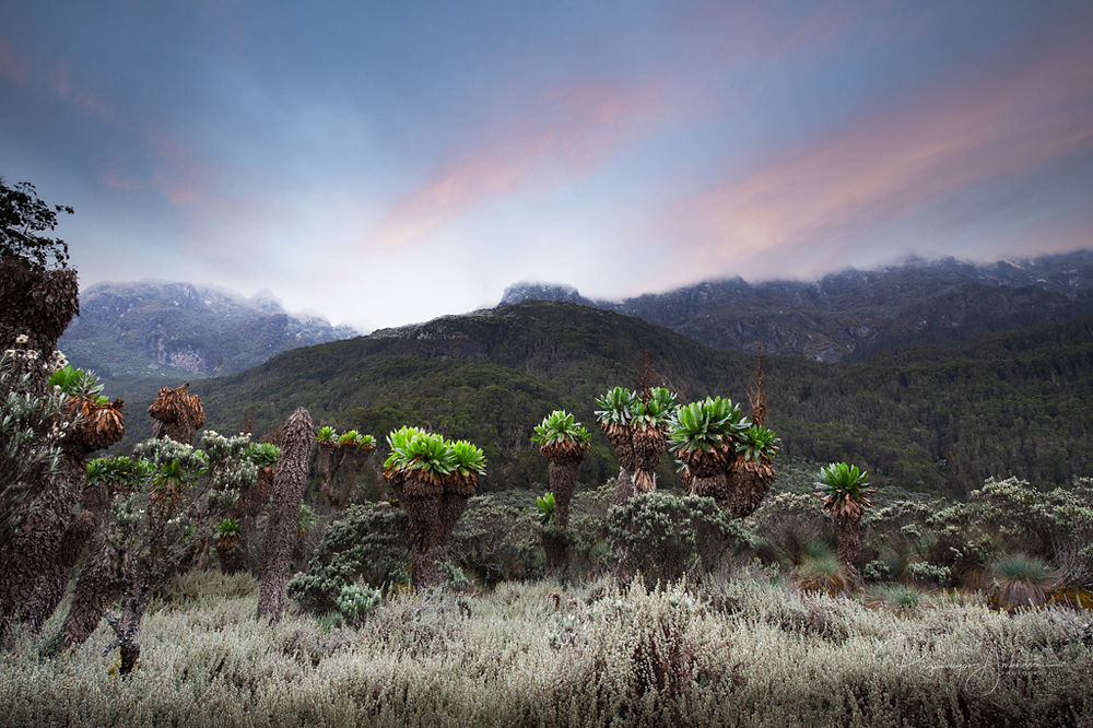 Afroalpin sone i Rwenzori, Uganda