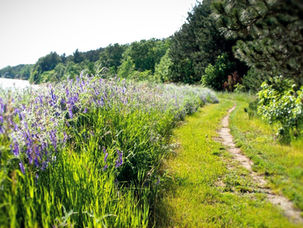 The Everlasting Way (Psalm 139:23-24)