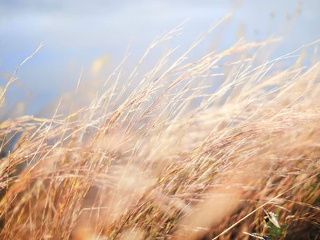 To Prosper in Everything (Psalm 1:3-4)