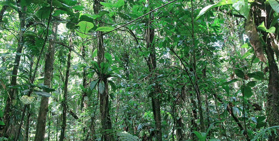 foret tropicale guadeloupe