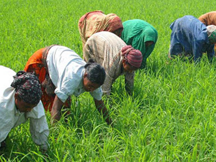 Cabinet approves distribution of free eco-friendly fertilizer for farmers