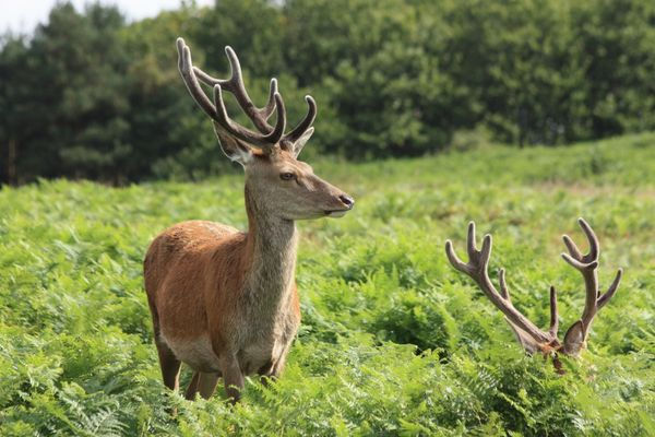 A Weekend Escape in Charnwood Forest With Wild Deer, Steam Trains and Ancient Woods
