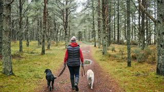 Scotland Leads on Dog Tourism