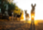 Donkeys 10.jpg