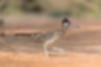 Desert roadrunner in natural habitat at Riviera Farms in Borrego Springs