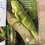Thumbnail: Can You Find It In a Rainforest