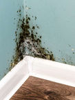 Mold Inspections