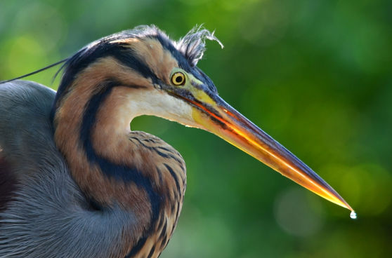 Birdwatching Vejer
Vejer Spring Birdwatching
Vejer Fall birdwatching
Vejer Autumn Birdwatching
Vejer Straights of Gibraltar Birdwatching
Best place in the world for birdwatching
Wildlife photography Spain
Wildlife photography Vejer
Vejer Casas Holidy Homes
Vejer Casas Holiday Rentals