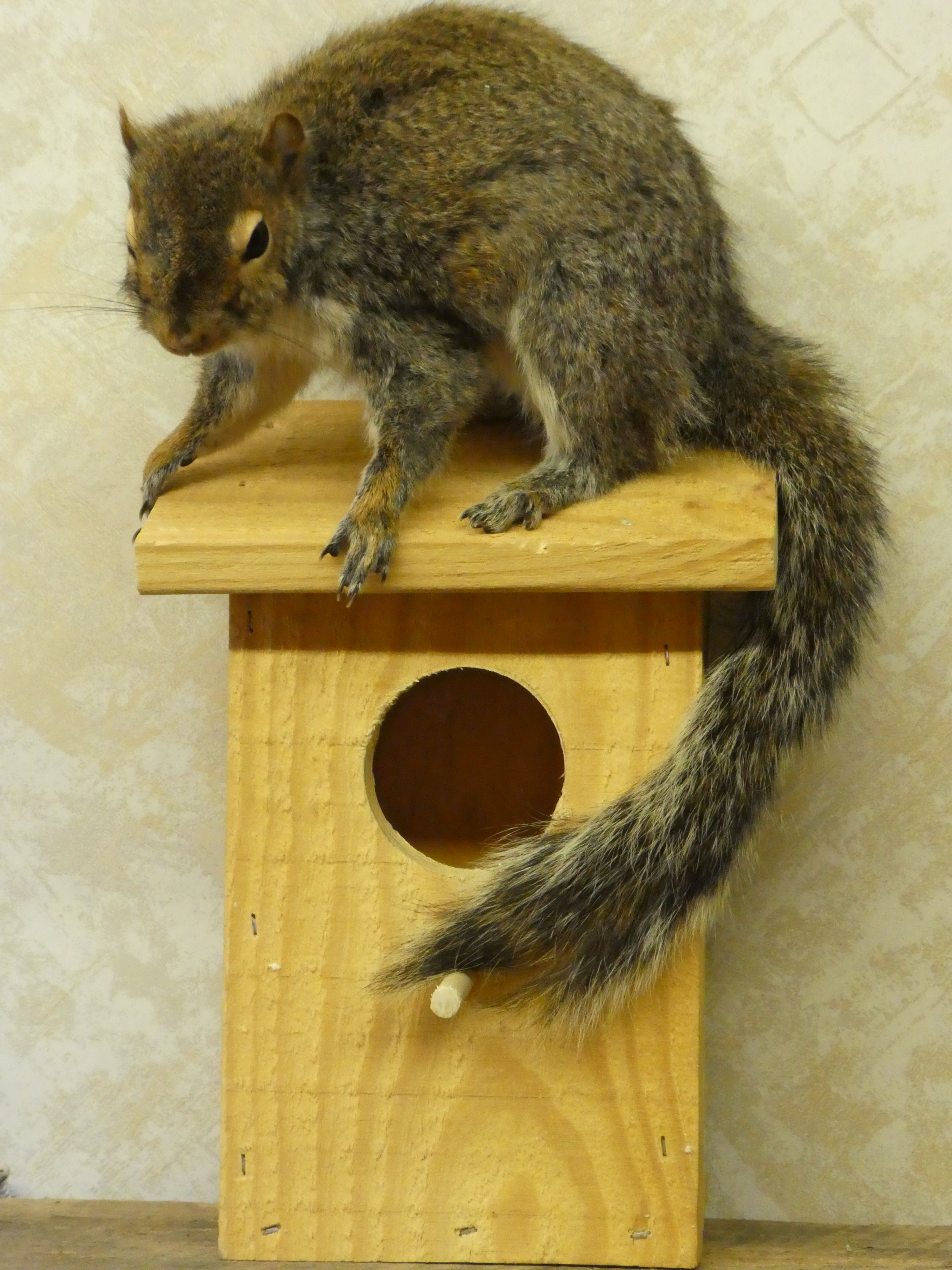 Squirrel On Birdhouse Taxidermy Wall Mount For Sale