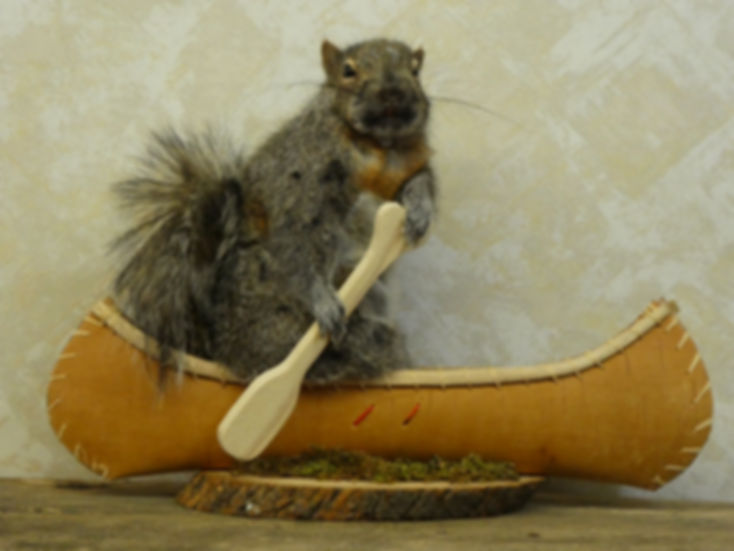 Canoeing Squirrel Taxidermy