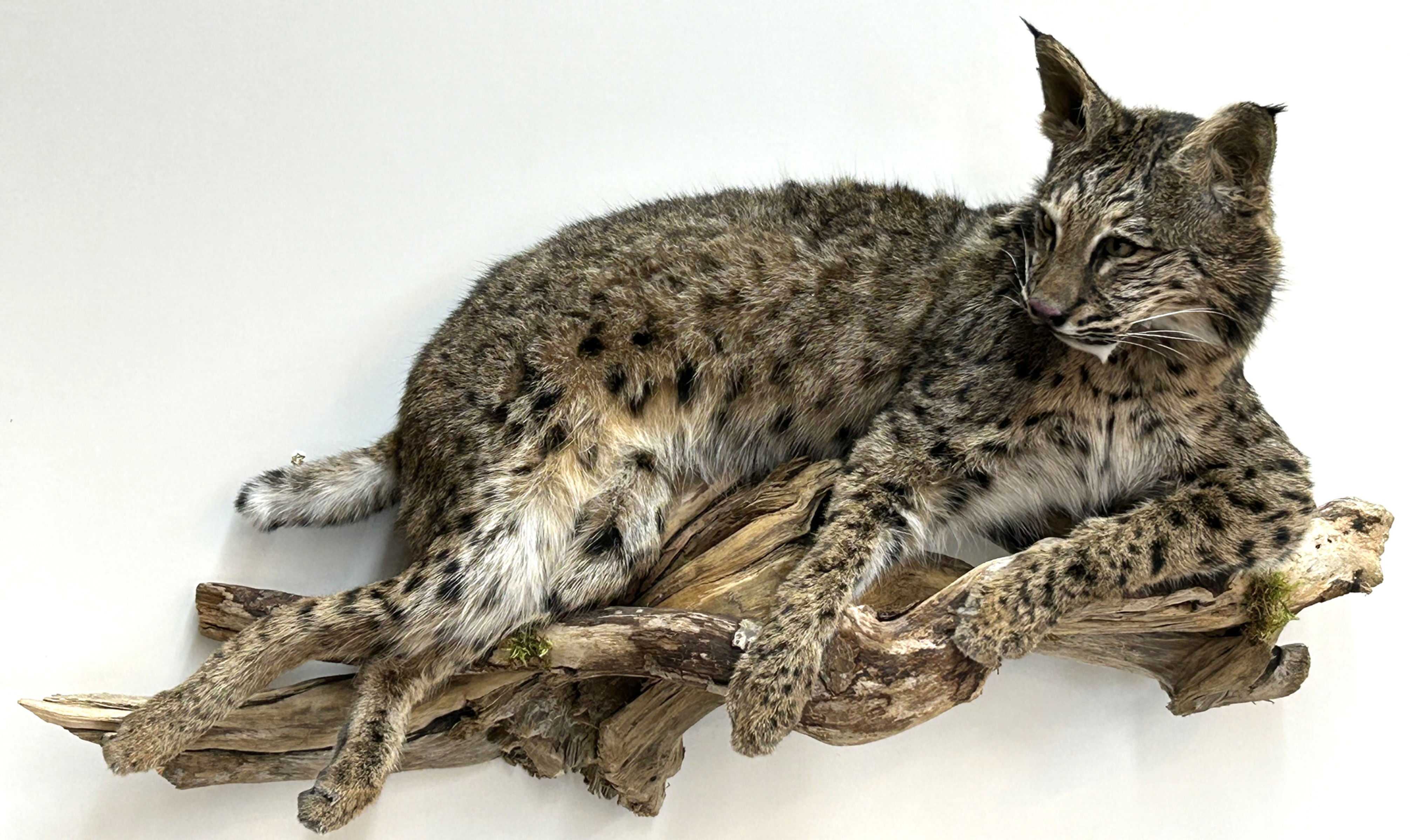 Laying Bobcat on Driftwood