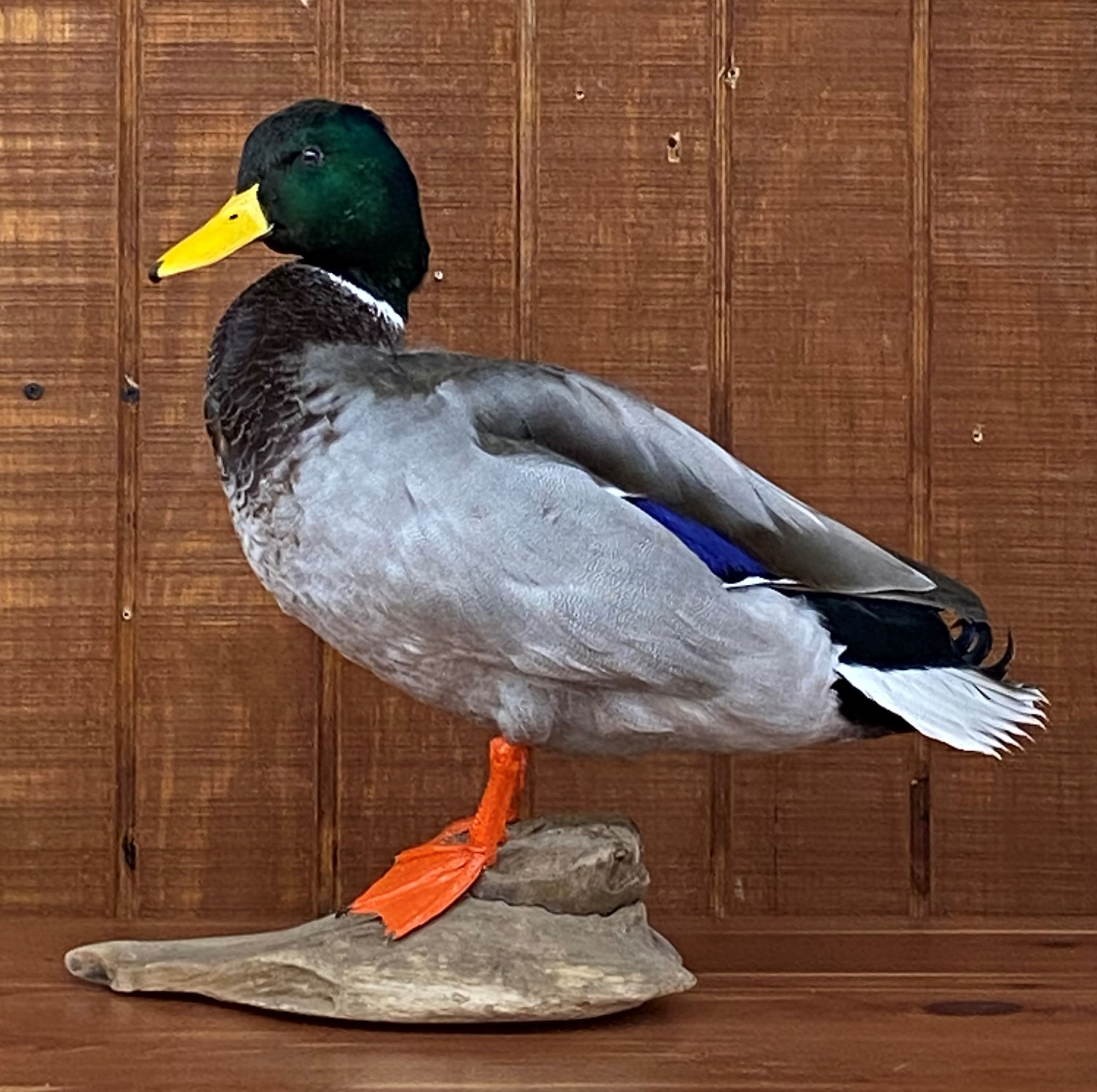 Mallard Duck