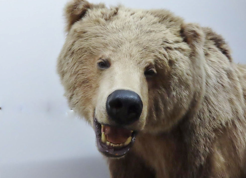 Thumbnail: Walking Grizzly Bear