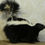 Thumbnail: Skunk Standing Taxidermy