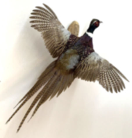 Ringneck Pheasant Flying Taxidermy Mount