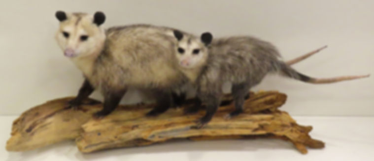 Double Opossum