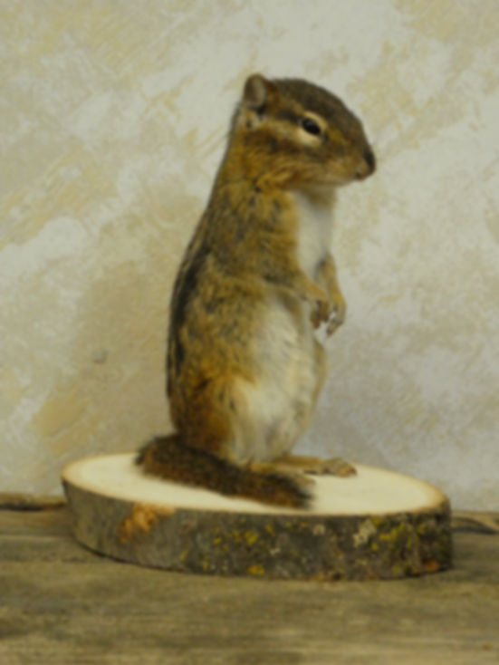 Standing Chipmunk Taxidermy