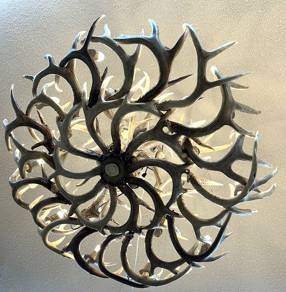 Thumbnail: 10 light Cascading Whitetail Antler Chandelier