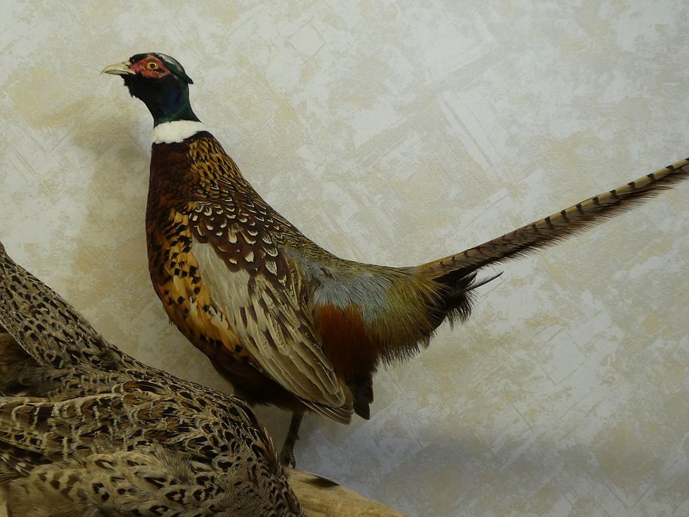Thumbnail: Ringneck Pheasant Pair of Male and Female Taxidermy