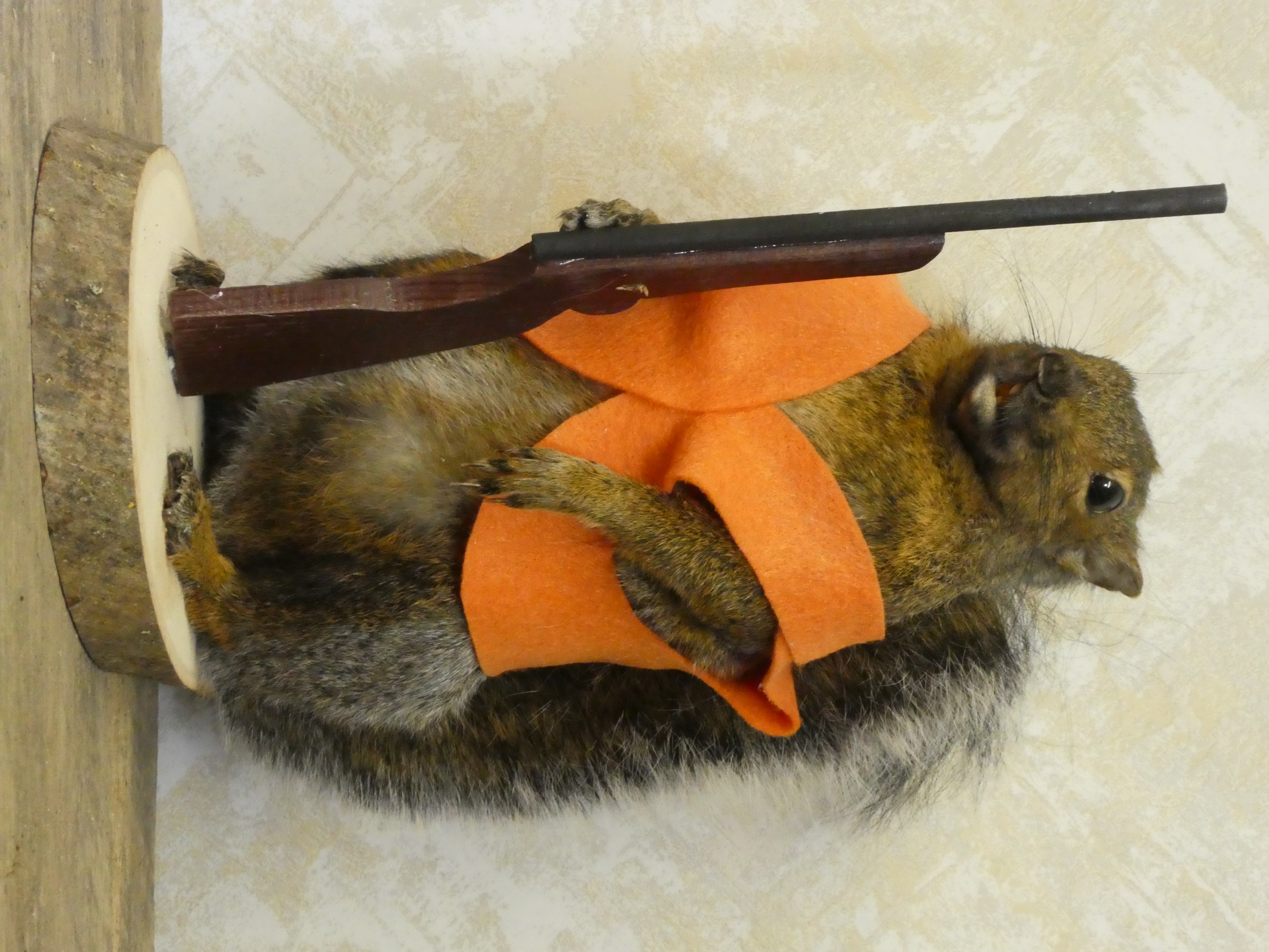shipit squirrel shipit squirrel