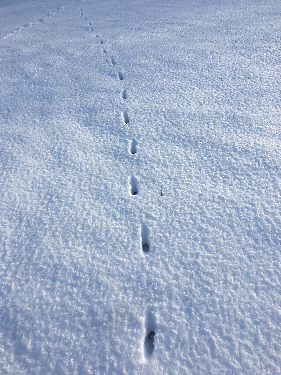 Fox footprints in snow 