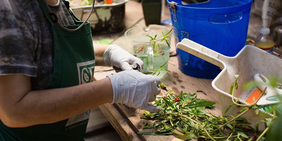 Grow Your Own Cocktail Garden