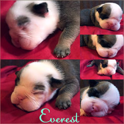 Everest {2 days old}