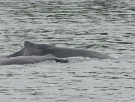 Humpbacks, Steller Sea lions and Sea Birds OH MY!
