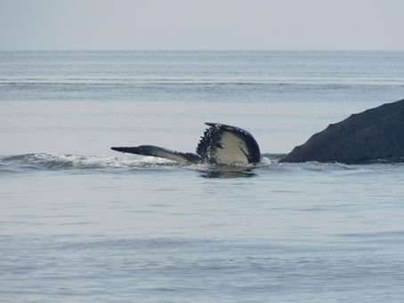 Humpback Heaven!