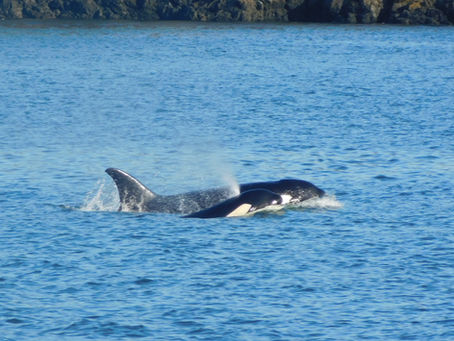 Inter-Island Orcas