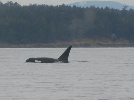 Orca Whales and Dall's Porpoises!