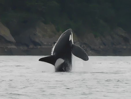 A Whale of a Good Time