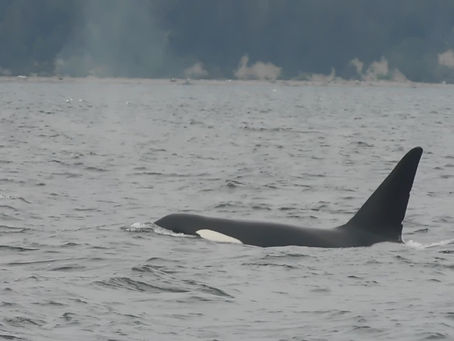 Observing Apex Predators