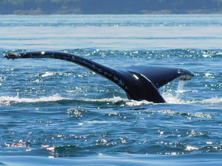 Humpbacks off East Point