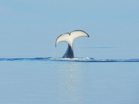 Active Orcas!