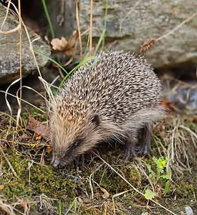 hedgehog 1.jpg
