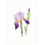 Thumbnail: Iris - kaart men envelop