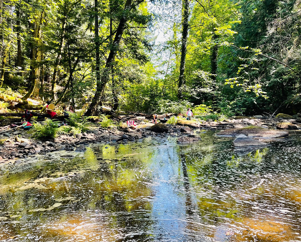 Spring & Summer in the Forest