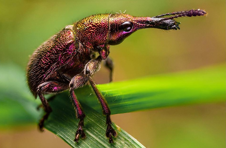 Close-up of a metallic pink weevil on a green leaf, displaying iridescent hues. The background is blurred, emphasizing the insect.