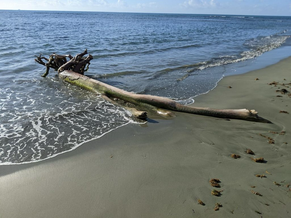 A large driftwood log rests on the shoreline, with small waves gently lapping at it. The sky is clear, creating a calm beach scene.