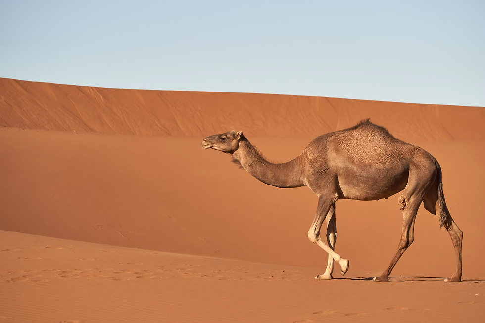 Camel walking across orange desert dunes under a clear blue sky.