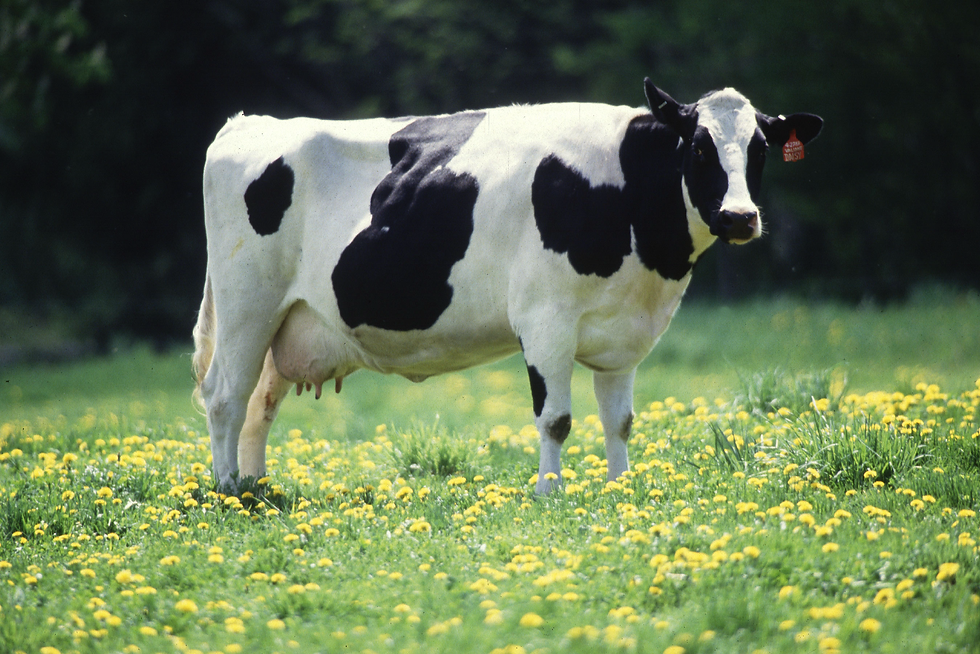 Holstein cow standing in a green field with yellow flowers, sunny day, relaxed atmosphere.