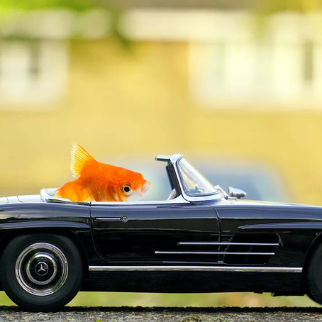 What if a Goldfish was Driving Your Uber?