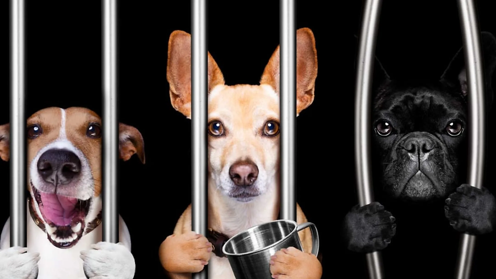 Three dogs behind metal bars; one holds a metal cup. Background is black. Emotions vary from playful to serious.