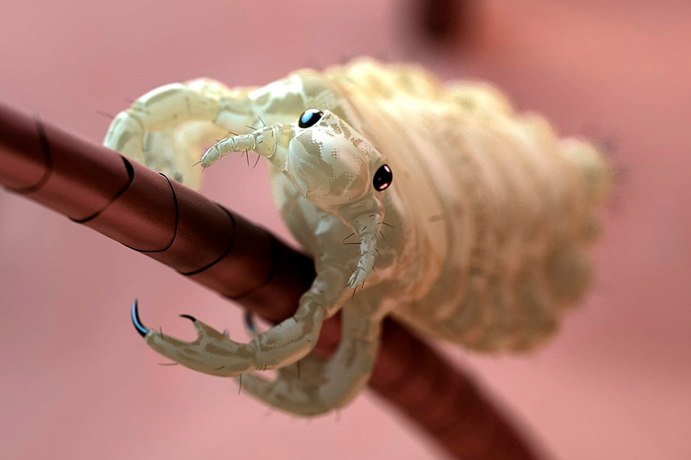 Close-up of a light-colored louse clinging to a dark brown strand of hair on a blurred pink background, showcasing detailed anatomy.