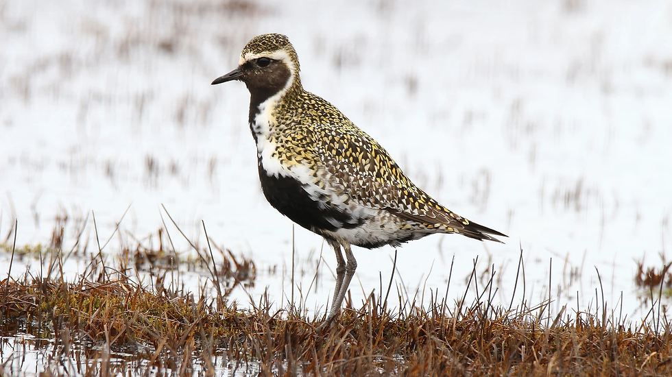 Bird with speckled golden-brown plumage stands in wet grassland. Background is snowy, creating a stark, serene contrast.