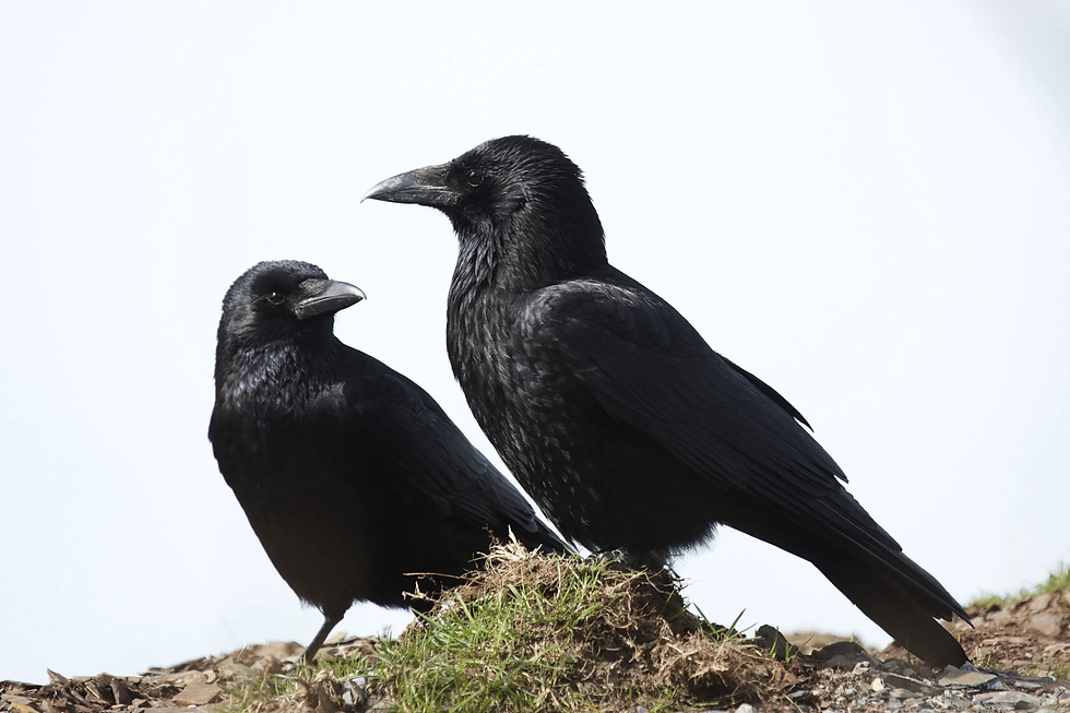 Two black crows perched on grassy ground against a white background, one looking at the other. Overcast mood with muted colors.