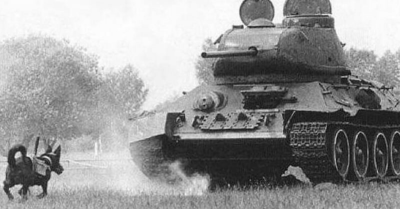 Dog running near a tank in a grassy field. The tank is positioned to the right, while the black dog is on the left, mid-action. Anti-tank dogs