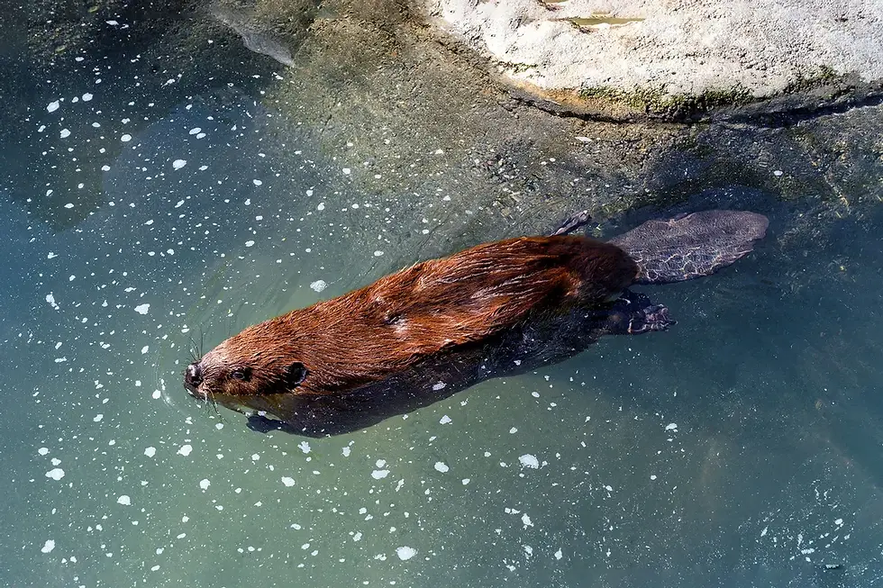 catholic beavers